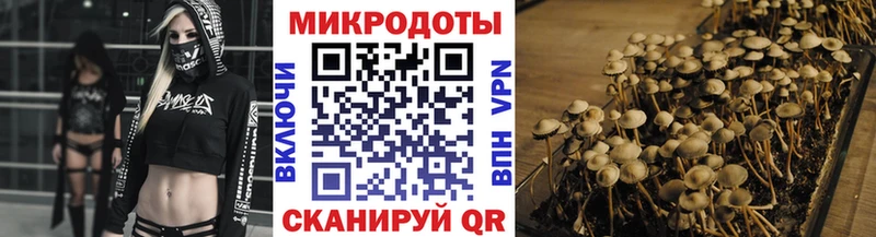 Купить  Старица  Галлюциногенные грибы Cubensis 